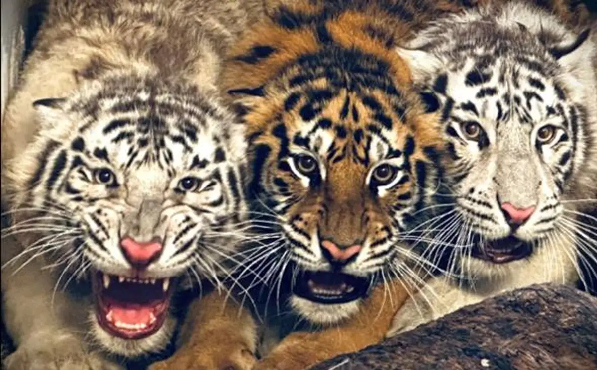 Tigre v bojnickej ZOO