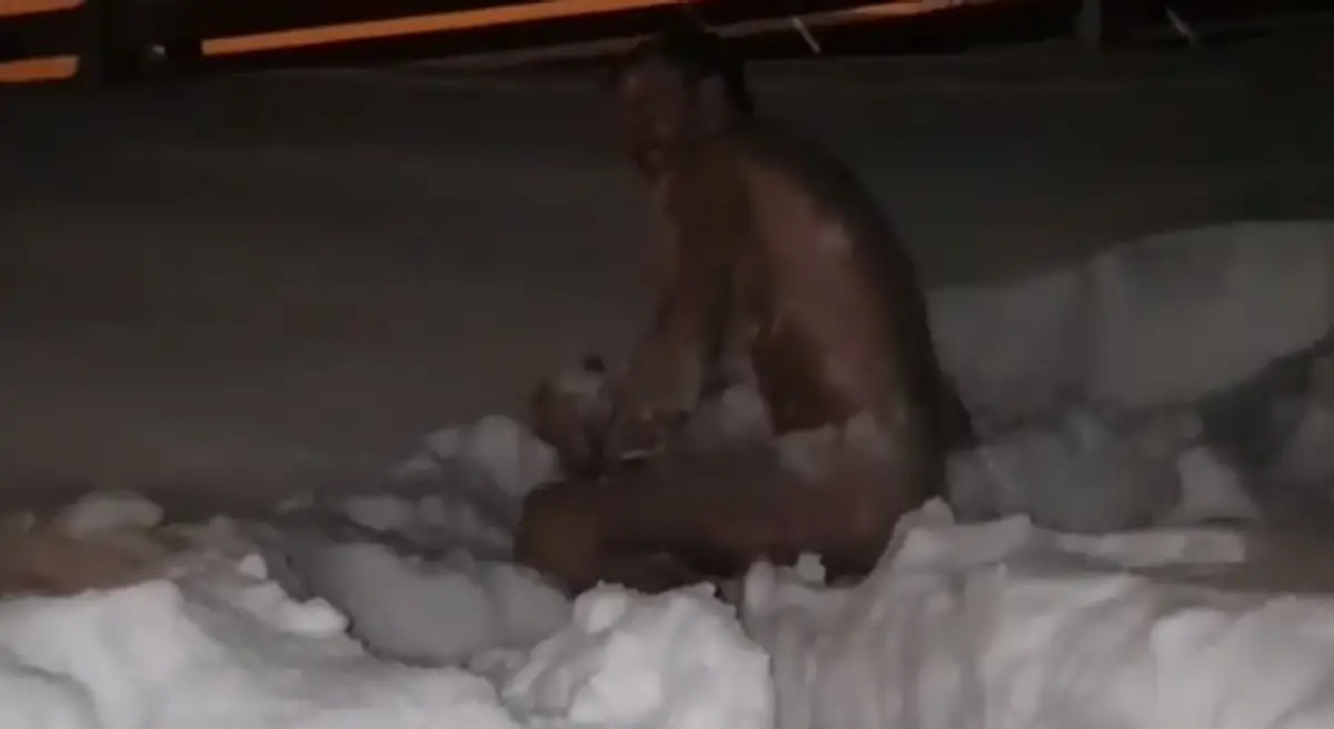IAXKVZFOBMLD-high_1080p.mp4