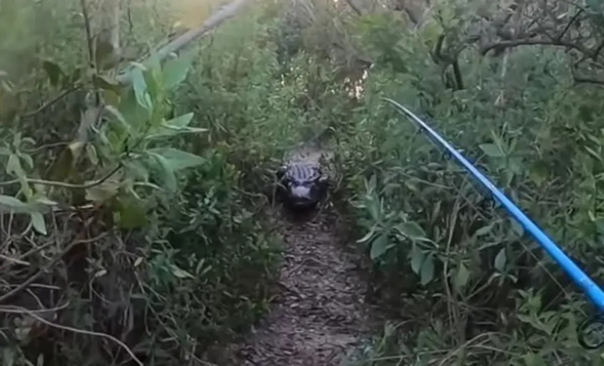 Krokodíl bol v tesnej blízkosti mladíka.