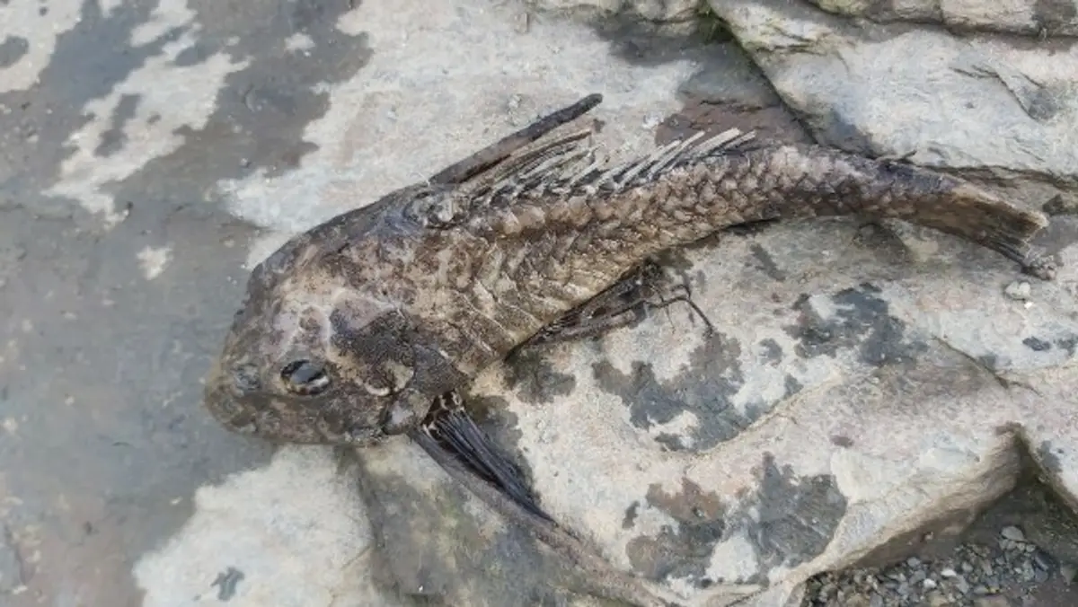 Utajený šéf
