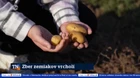 Zber zemiakov vrcholí