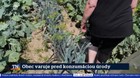 Obec varuje pred konzumáciou úrody