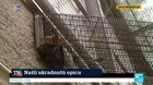 Našli ukradnutú opicu