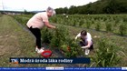Modrá úroda láka rodiny