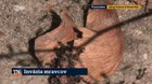 Invázia mravcov