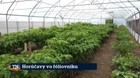 Horúčavy vo fóliovníku