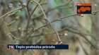 Teplo prebúdza prírodu