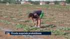 Úroda napriek prekážkam