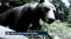 Medvede medzi ľuďmi