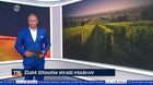 Zlaté žltnutie straší vinárov