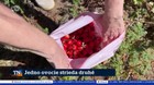 Jedno ovocie strieda druhé