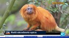 Našli ukradnutú opicu