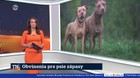 Obvinenia pre psie zápasy