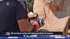 Drevené zvieratá karpatských lesov