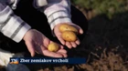 Zber zemiakov vrcholí