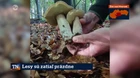 Lesy sú zatiaľ prázdne