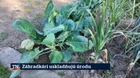 Záhradkári uskladňujú úrodu