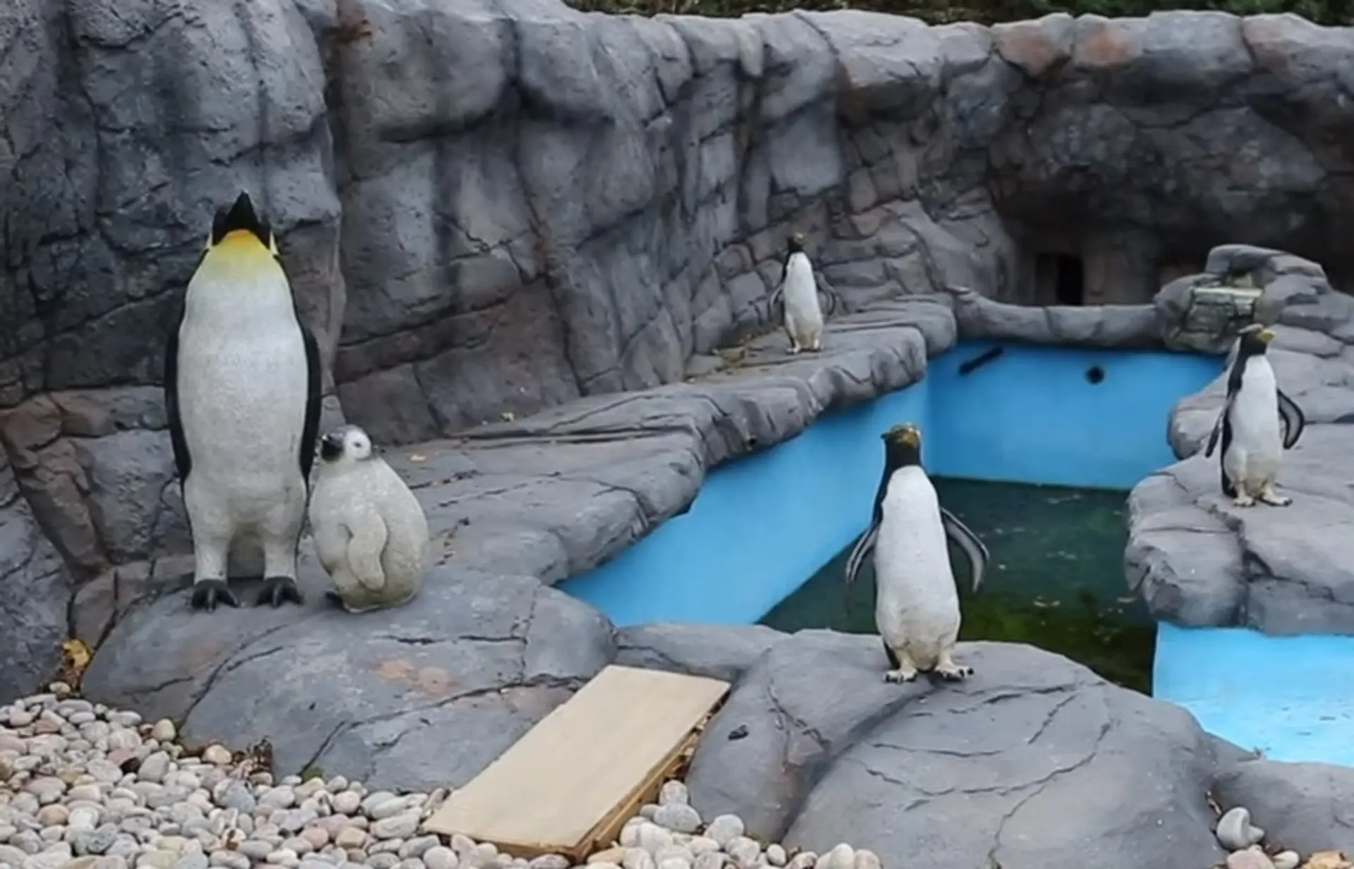Umelohmotné tučniaky v anglickej ZOO.