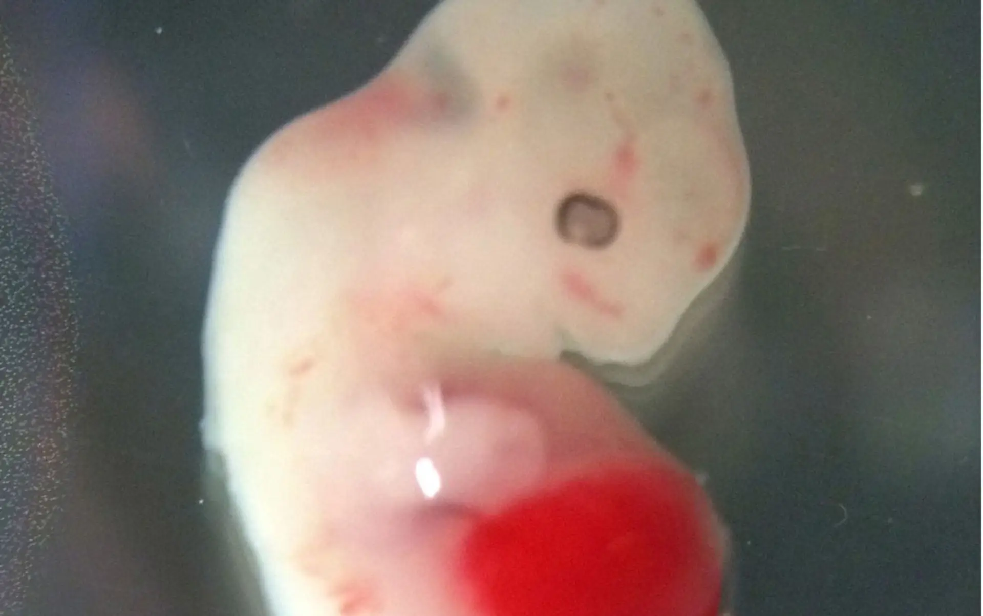 Prvýkrát v histórii vedci vytvorili ľudsko-zvieracie hybridné embryo
