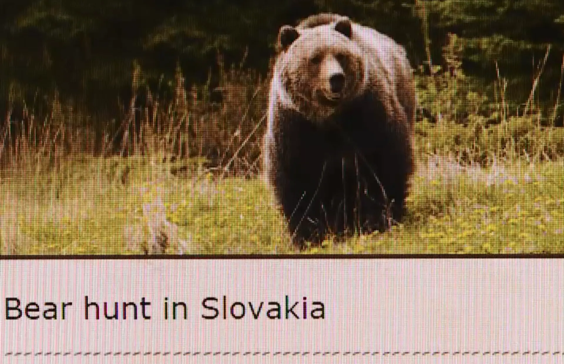 Inzerát na medveďa