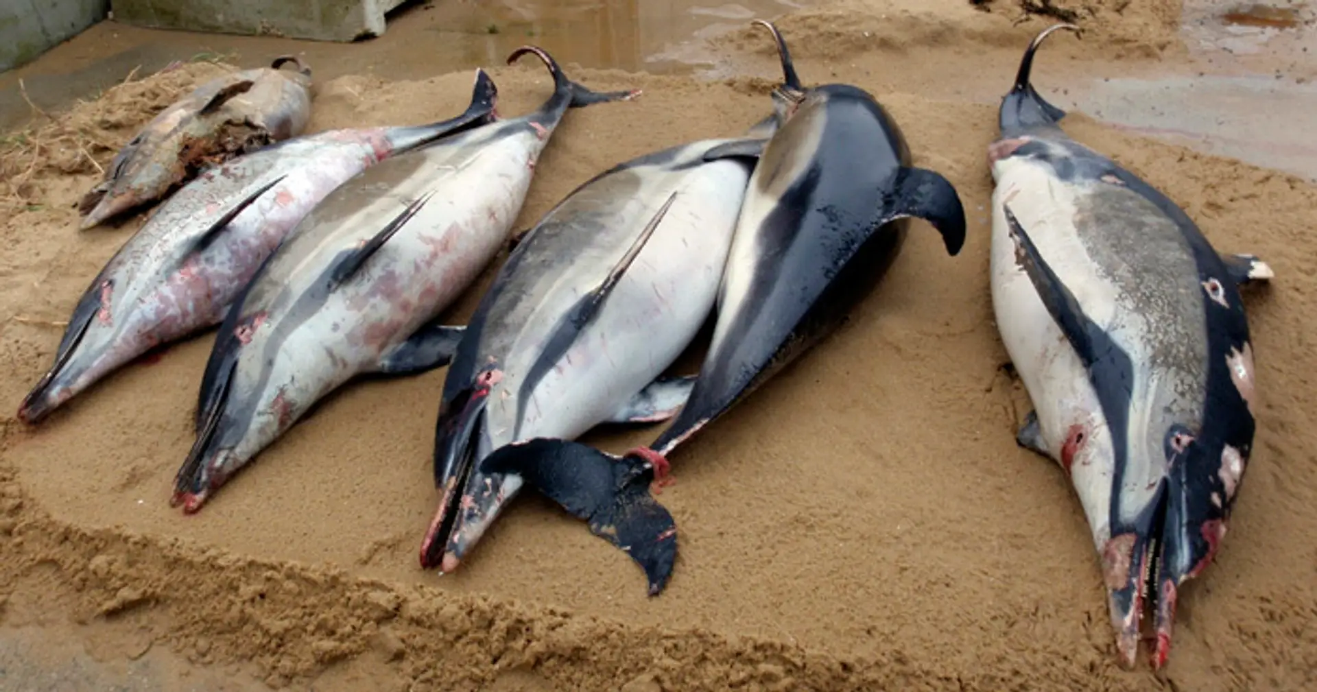 Na archívnej snímke zo 7. marca 2019 uhynuté delfíny z Atlantického oceána.