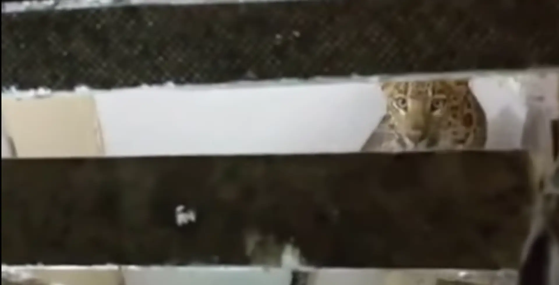 Leopard sa usadil v kúpeľni.