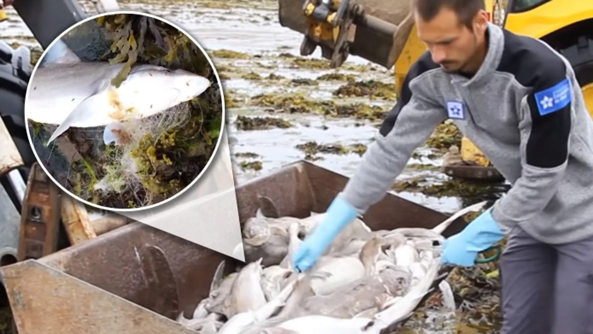 More vyplavilo na pláž 438 mŕtvych žralokov.