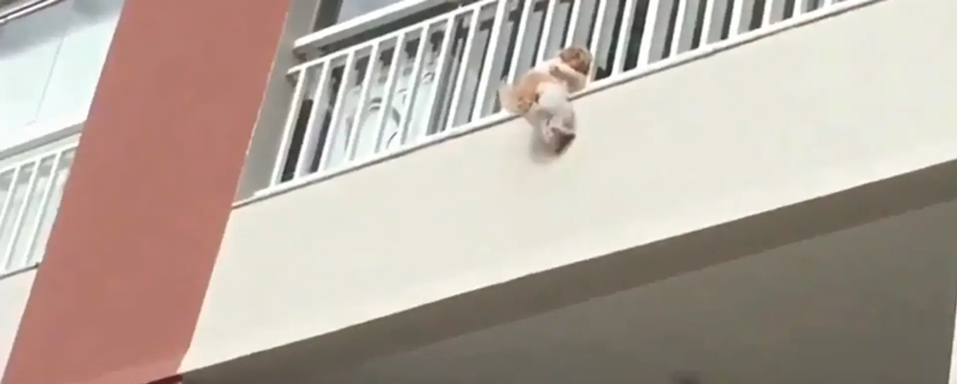 Psík padol z balkóna na treťom poschodí. 