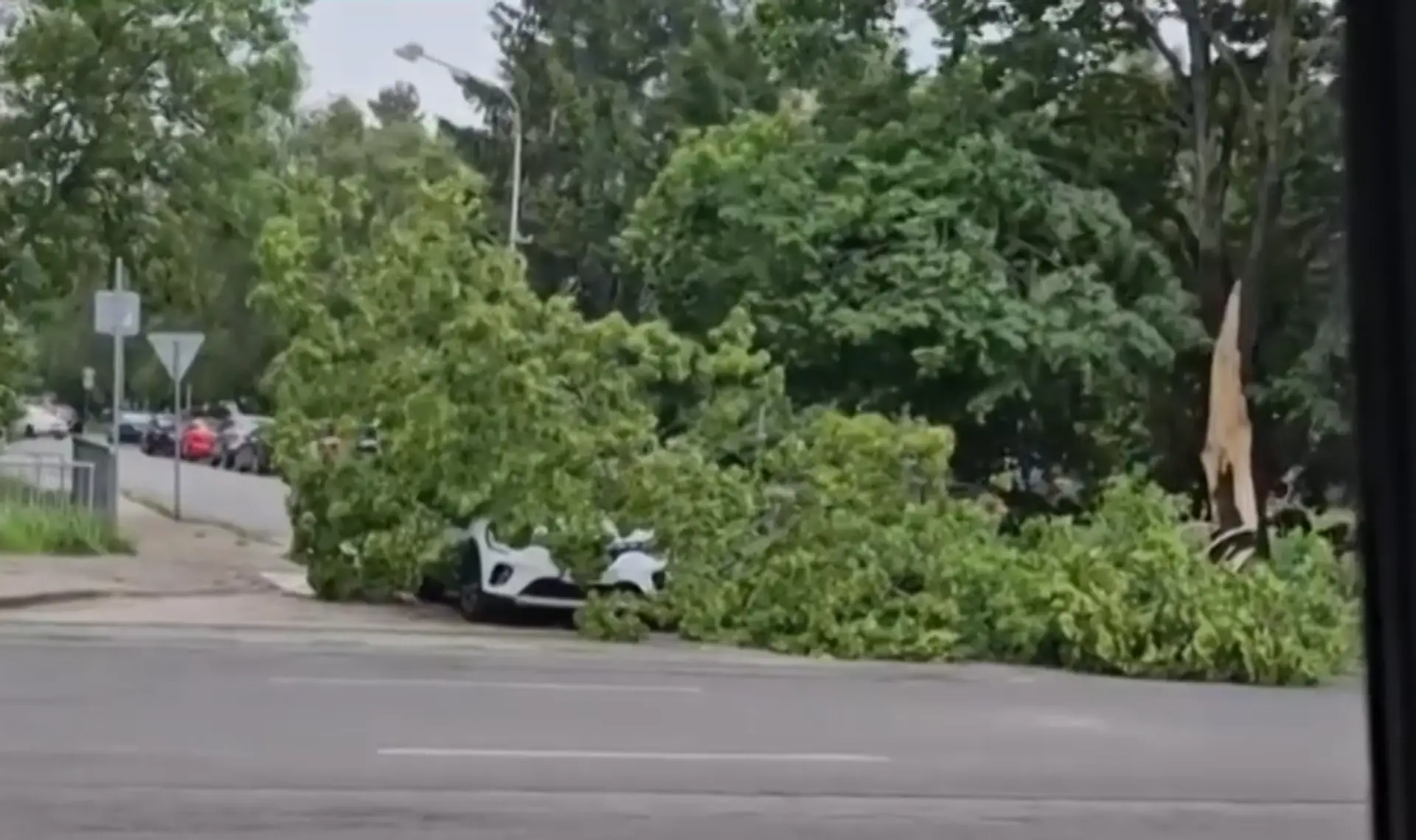 Strom zavalil auto