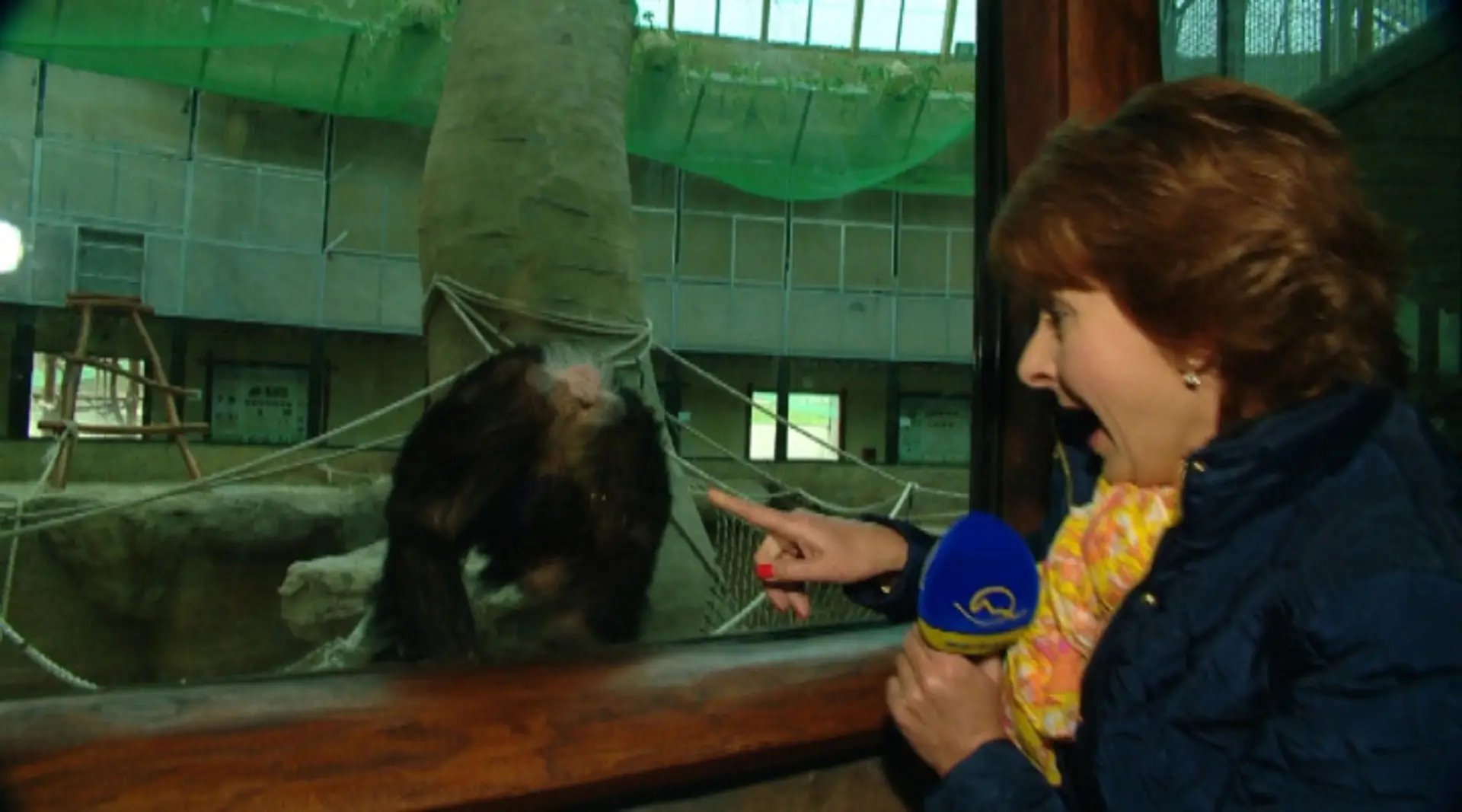 Danica Kleinová a opičia riť.
