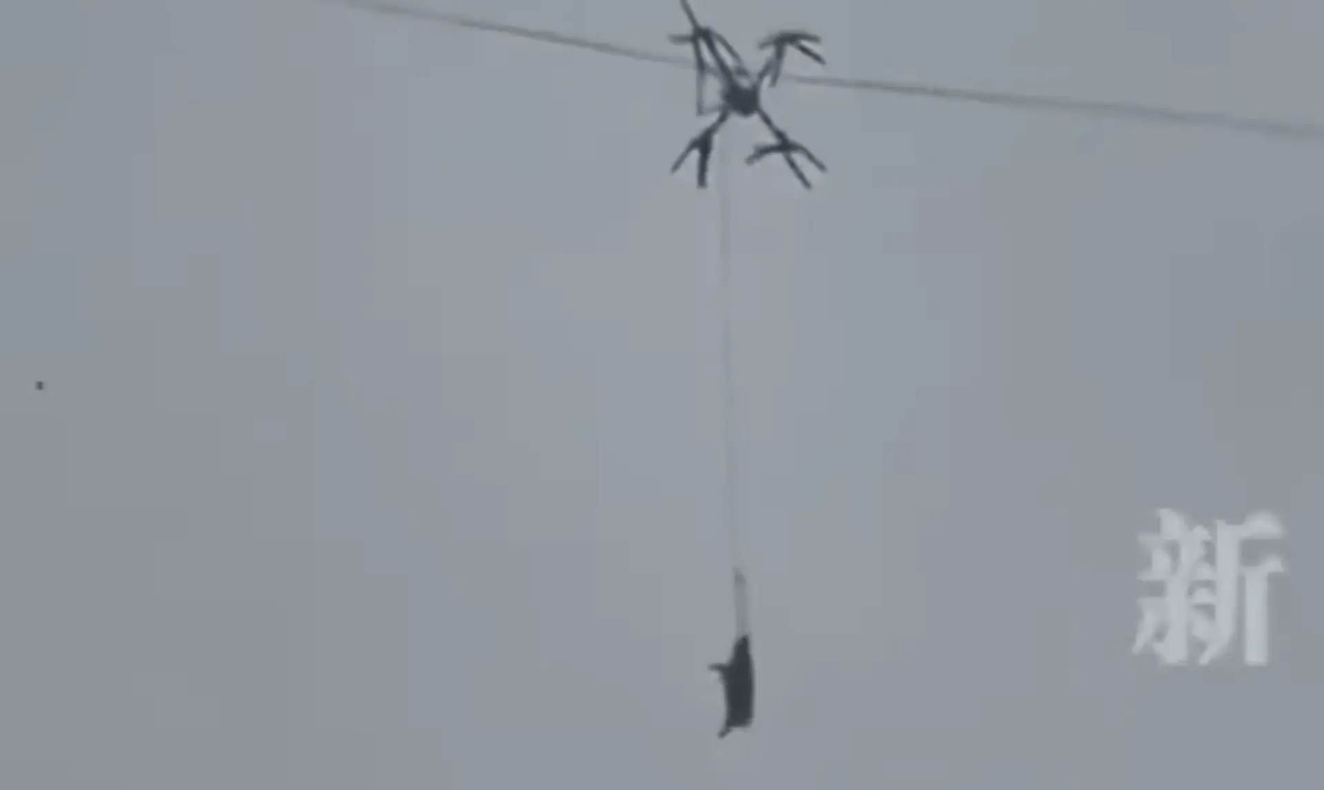 Na snímke priviazané prasa na lane o dron, ktorého chcel farmár v Číne prepraviť do bitúnku dronom.