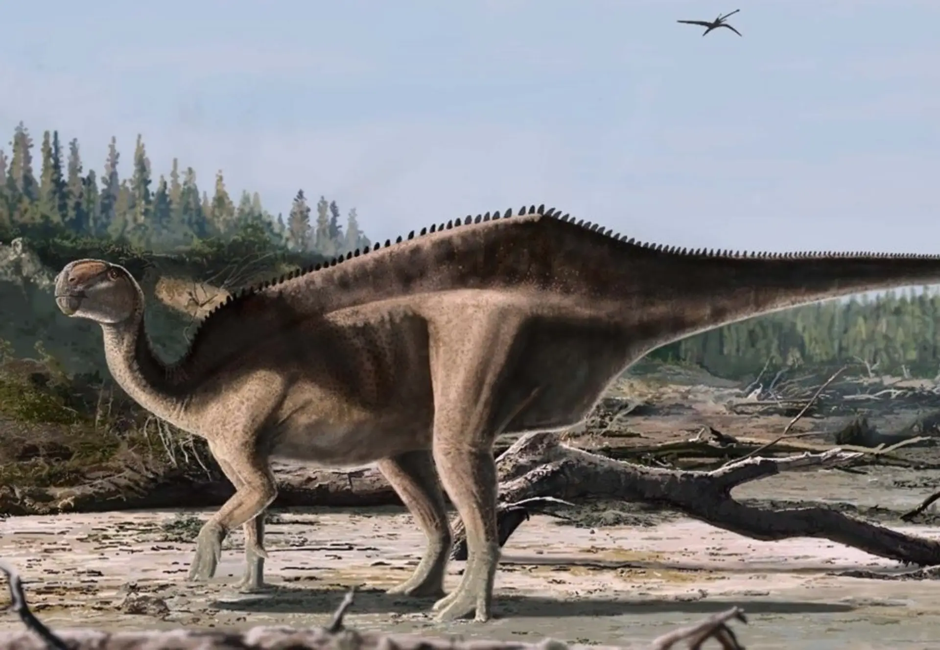 Istiorachis macaruthurae