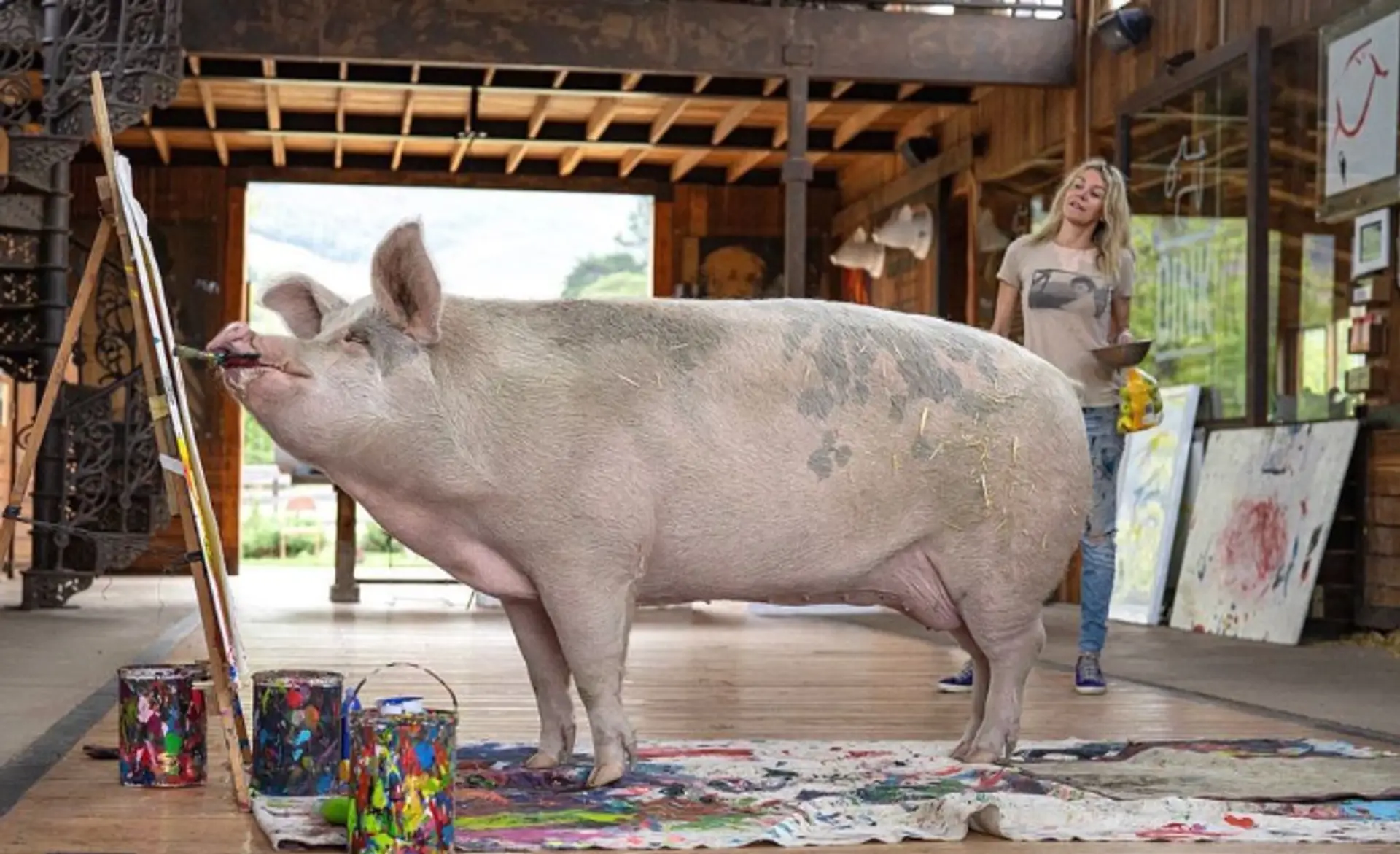 Pigcasso je prasa, ktoré maľuje obrazy.