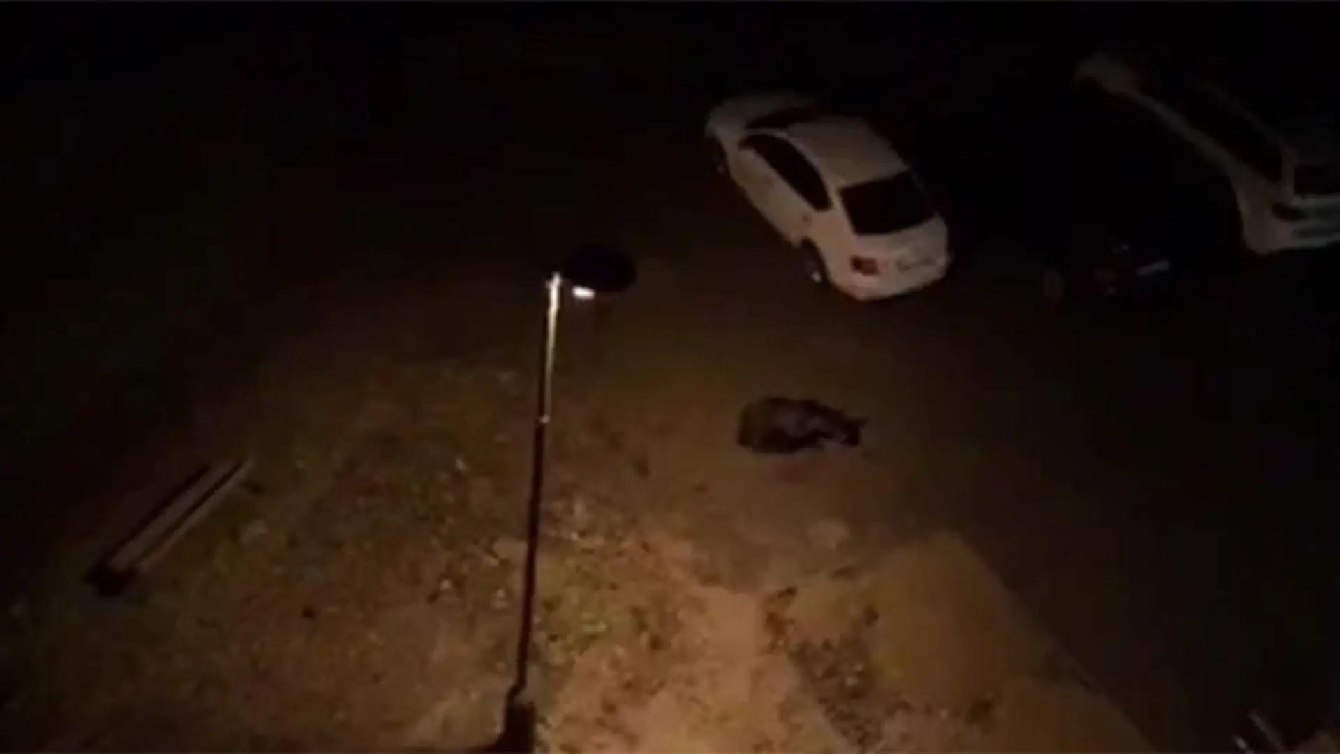 Medveď v Starom Smokovci.