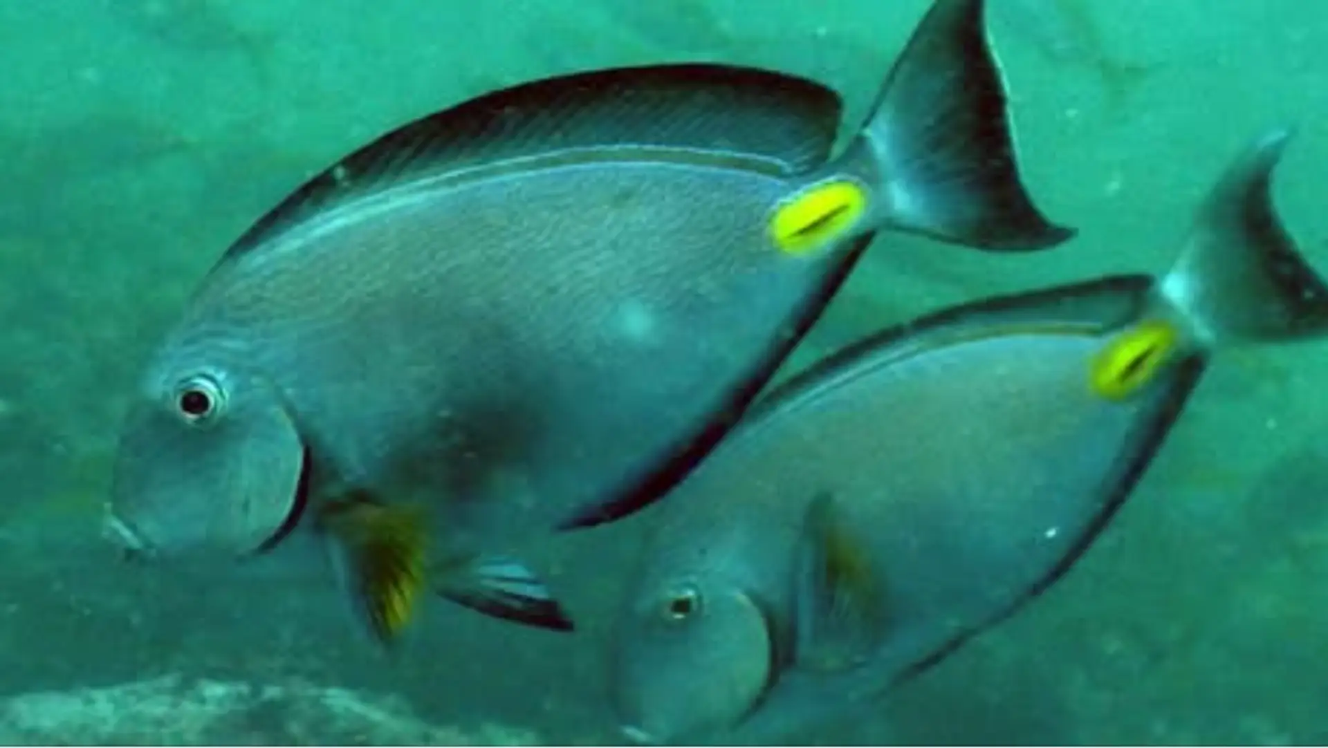 Acanthurus monroviae.