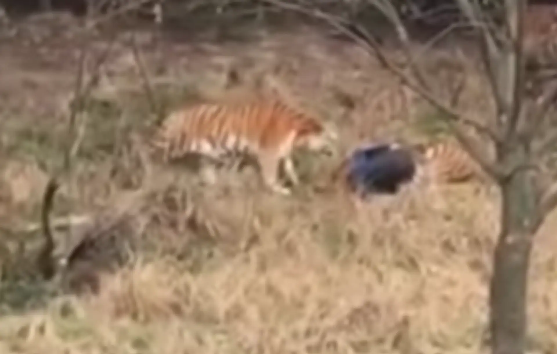Tiger zabil muža.
