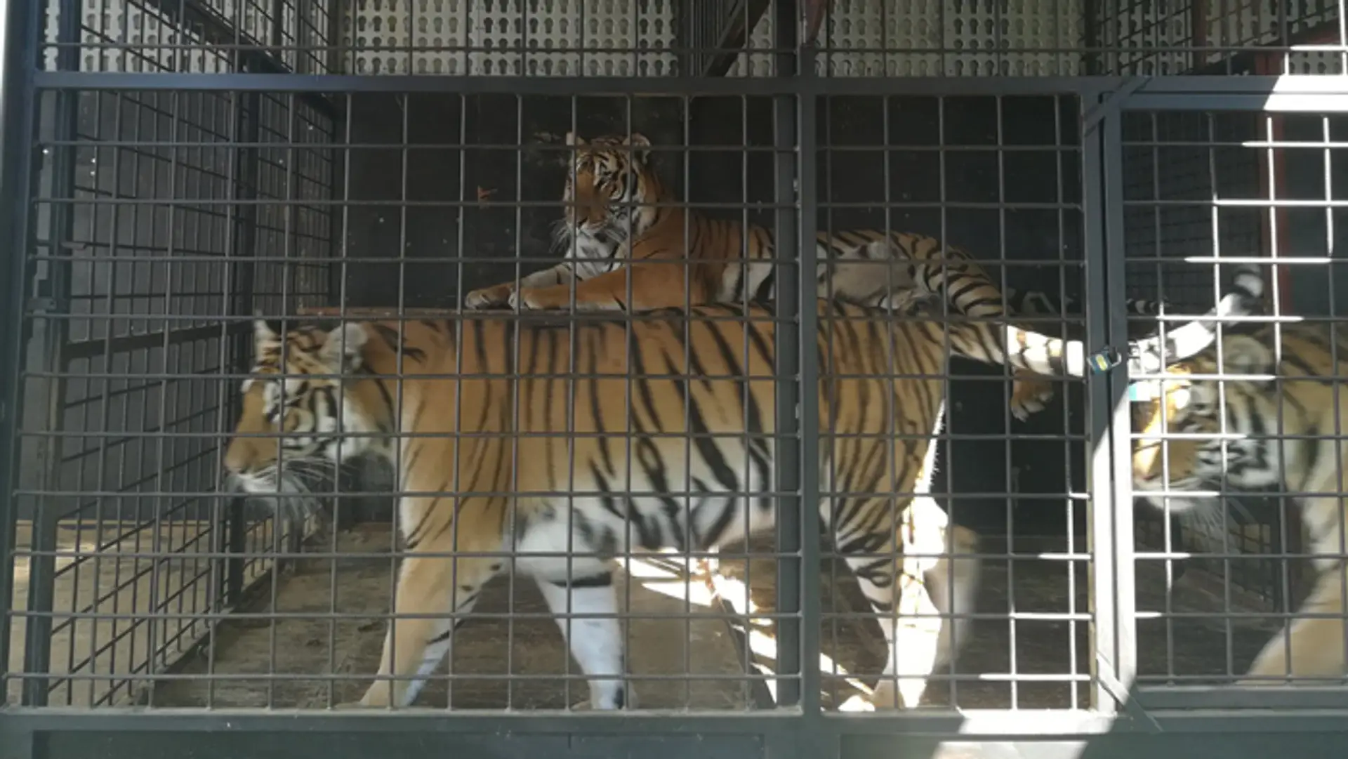 Tigre cirkusu Šimek.