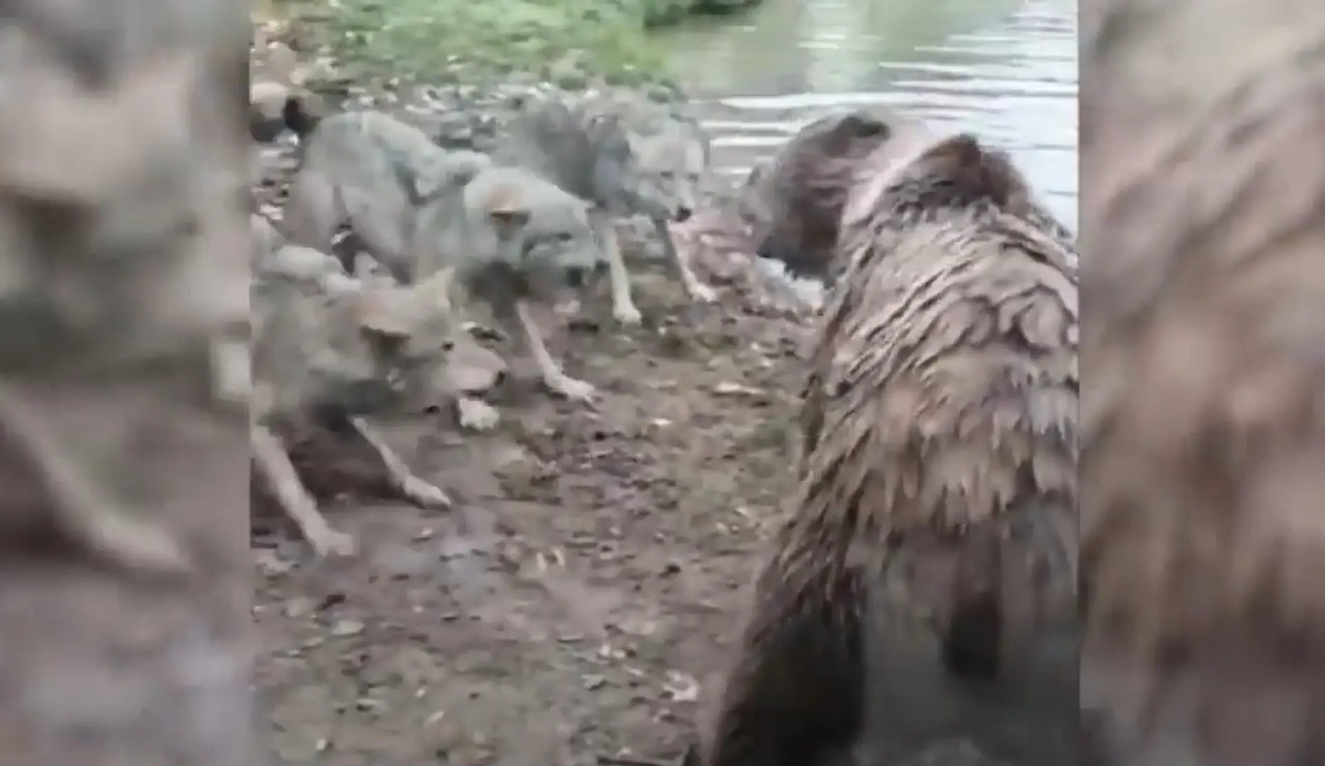 Konflikt medzi vlkmi a medveďmi v holandskej zoo.
