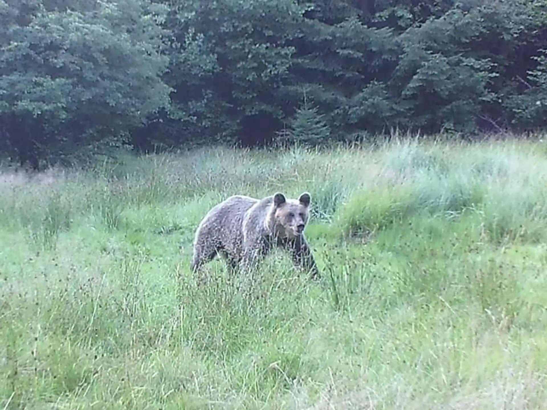 Medveď.