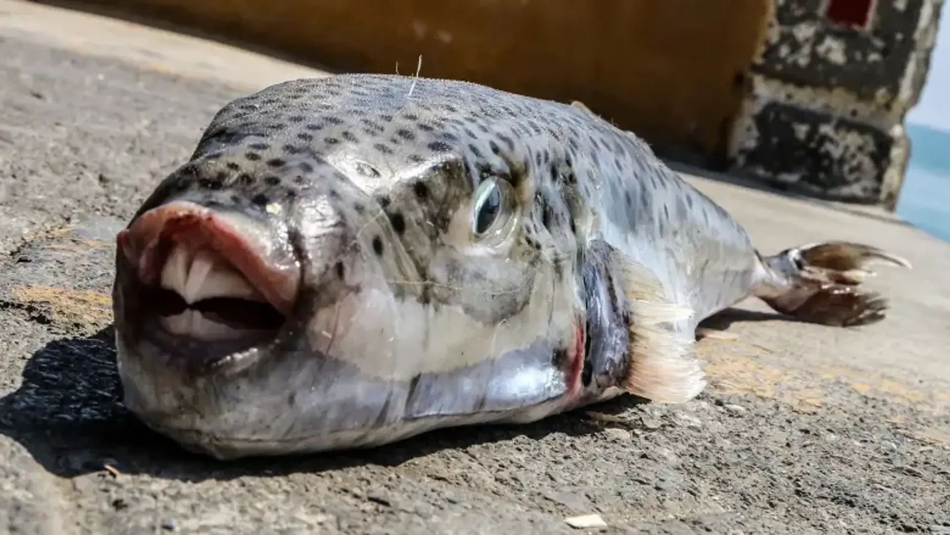 Smrtiaci Štvorzubec (Lagocephlaus)