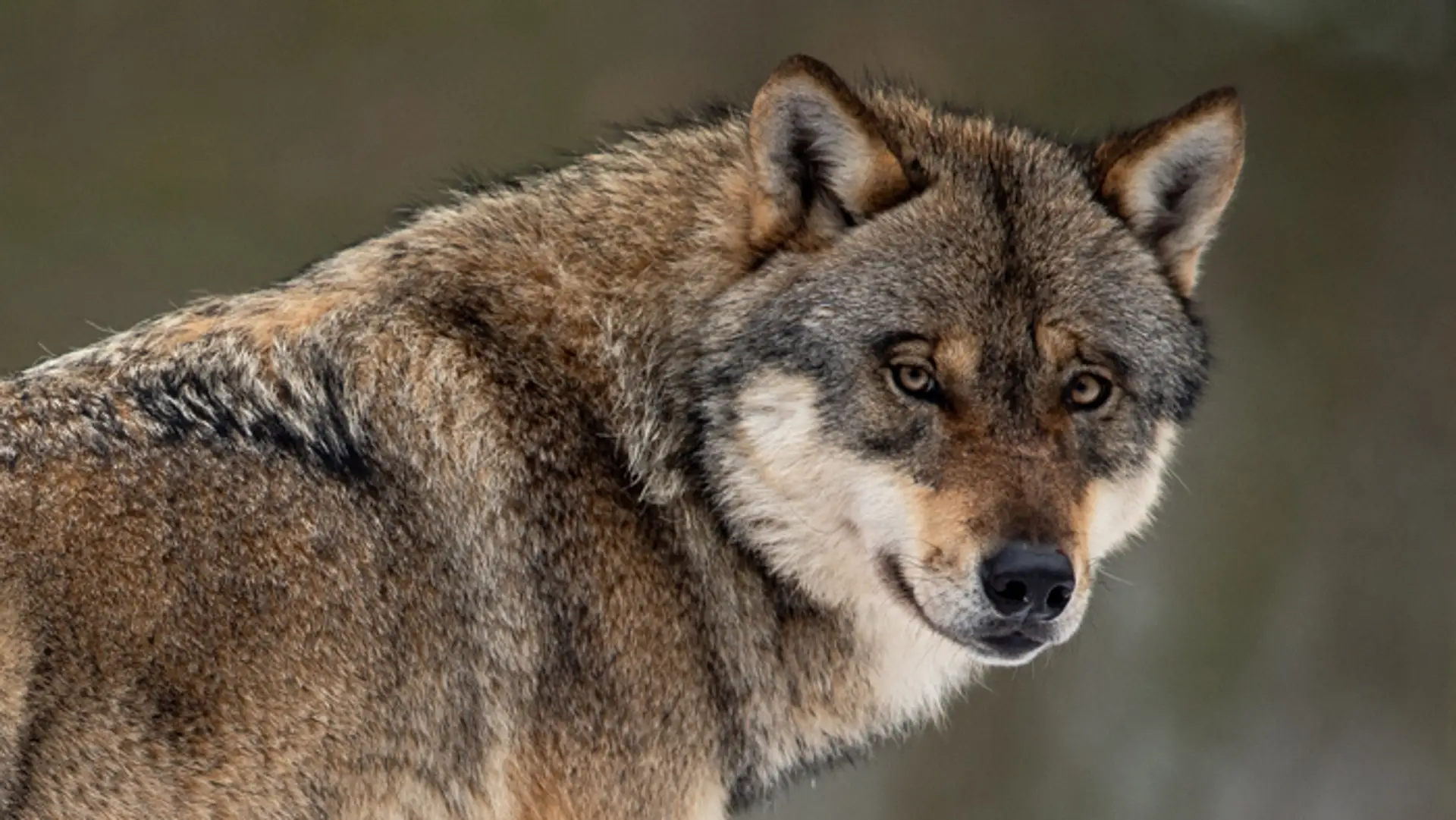 Vlk dravý (Canis lupus).