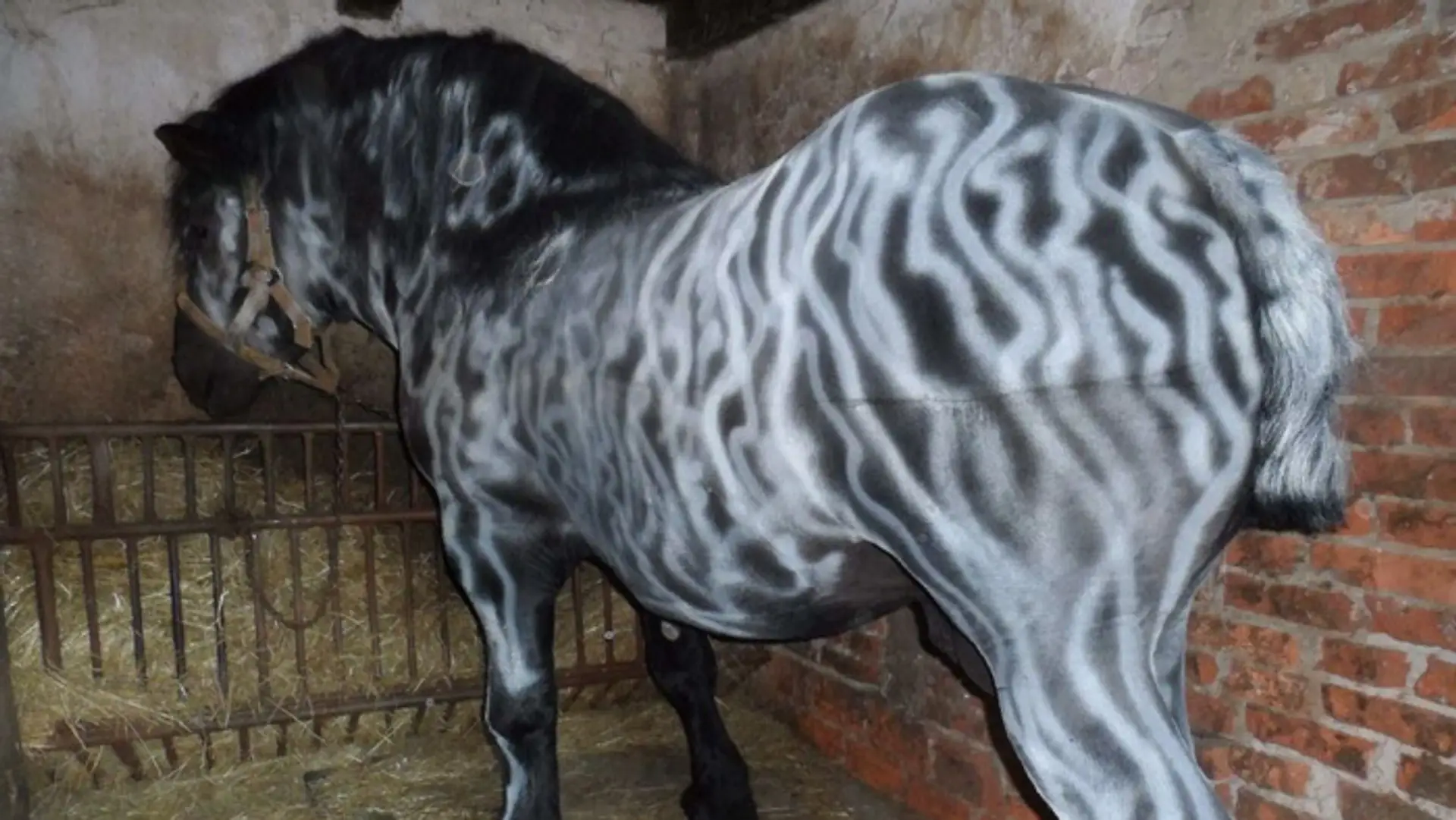 Neznámy sprejer prefarbil koňa na zebru