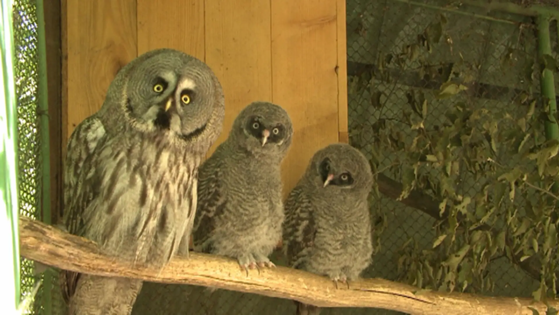 Sova laponská v košickej zoo s potomstvom.