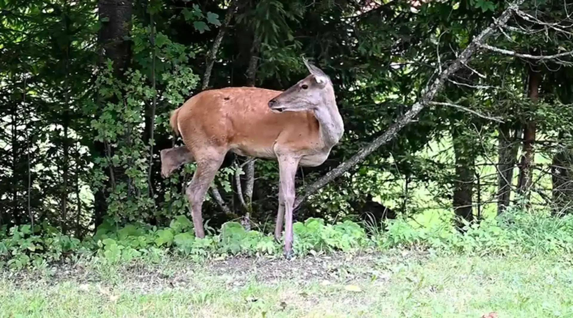 Na snímke laň vo Vysokých Tatrách na troch nohách.
