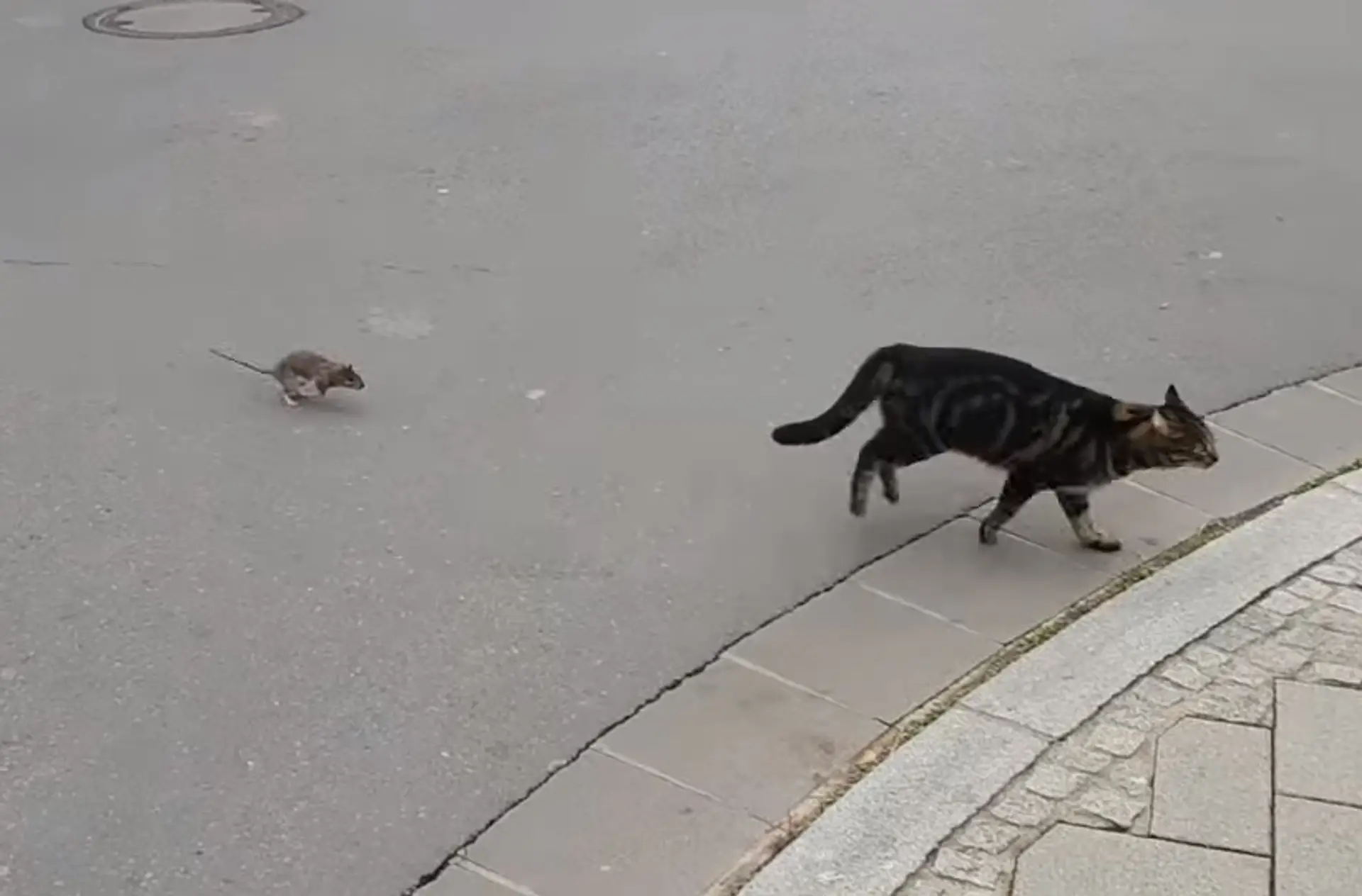 Potkan naháňa mačku.