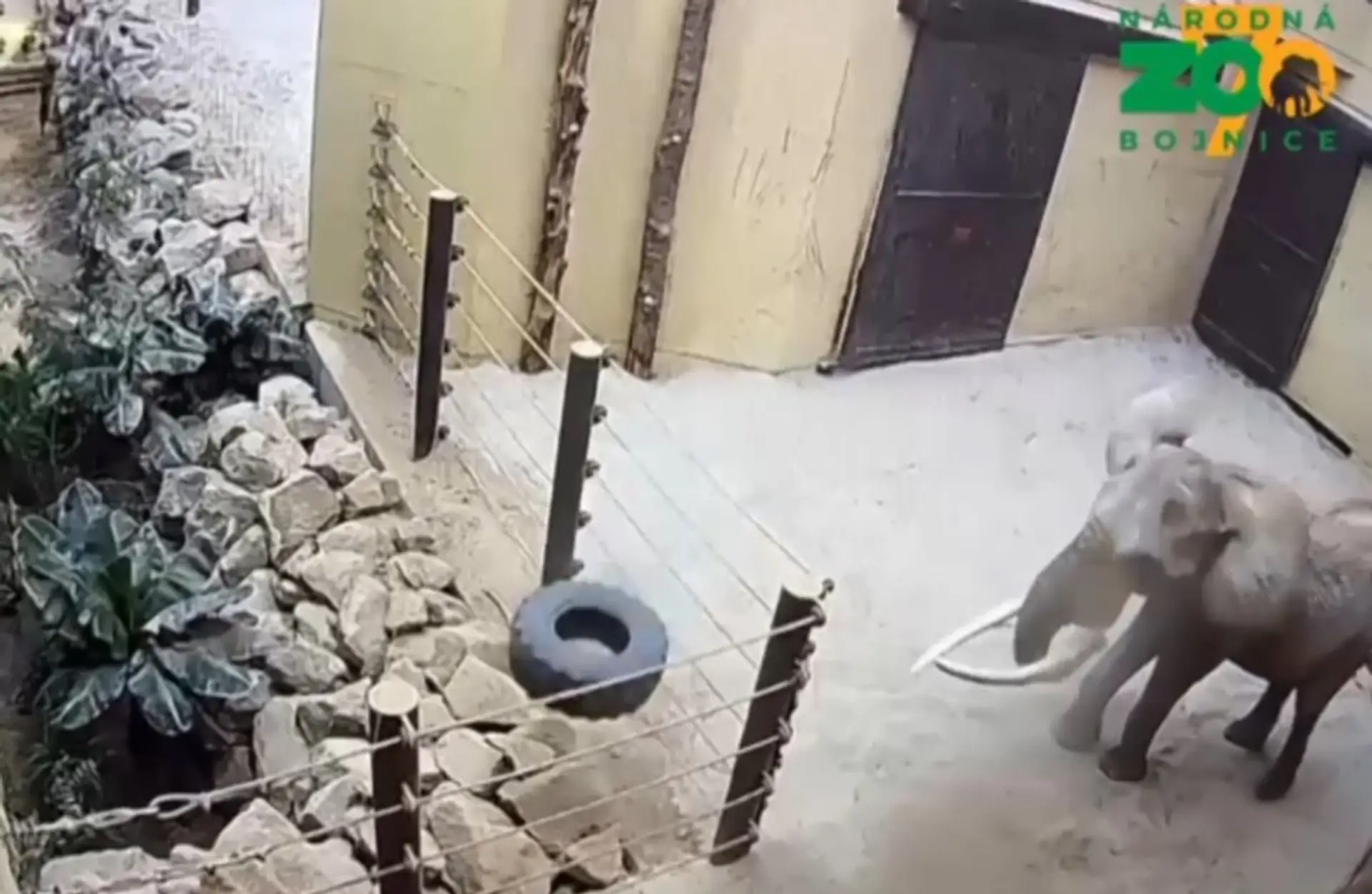 Na snímke slon zo Zoo Bojnice.