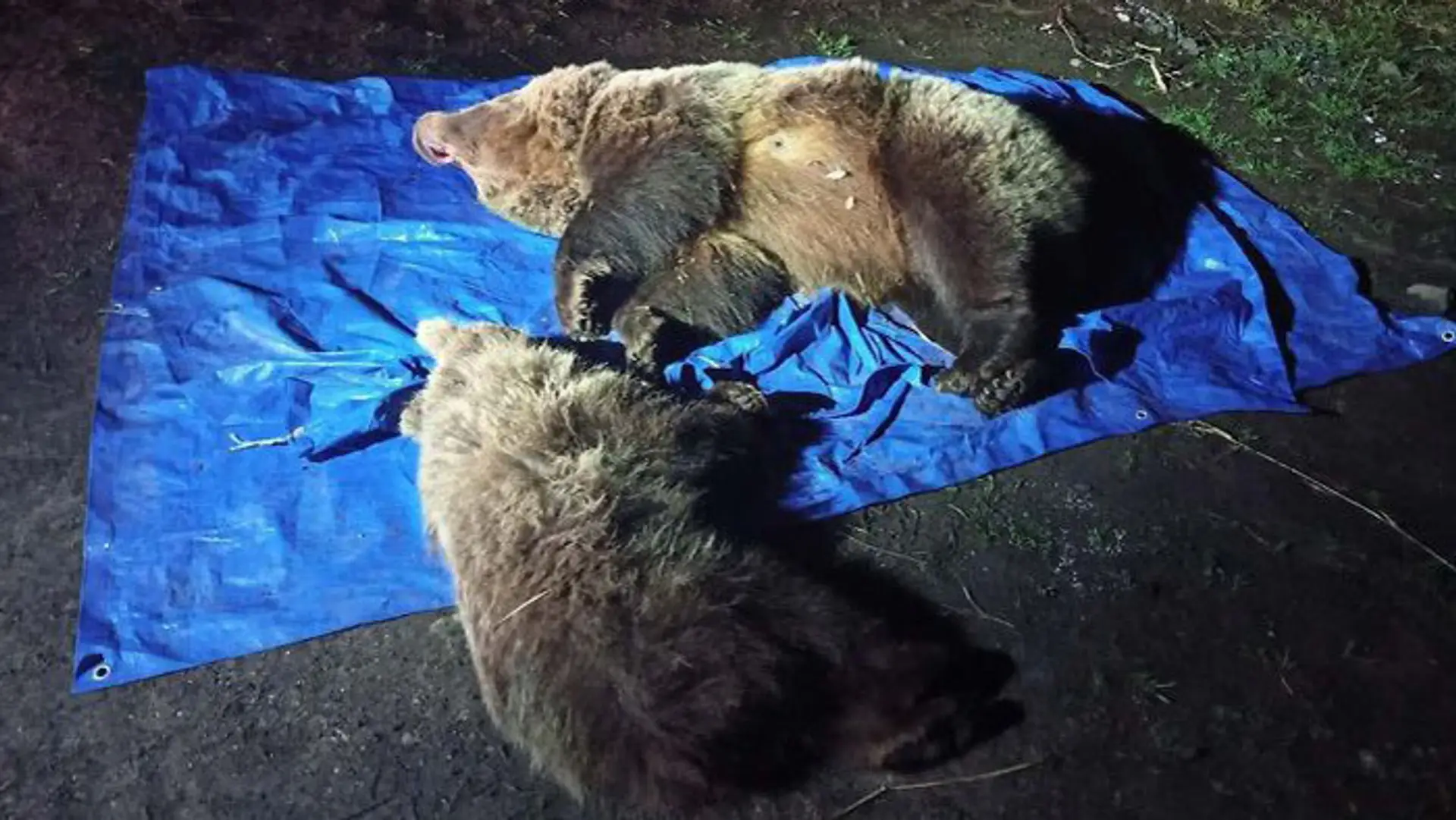 Štátni ochranári usmrtili pri Sliezskom dome dvoch medveďov.
