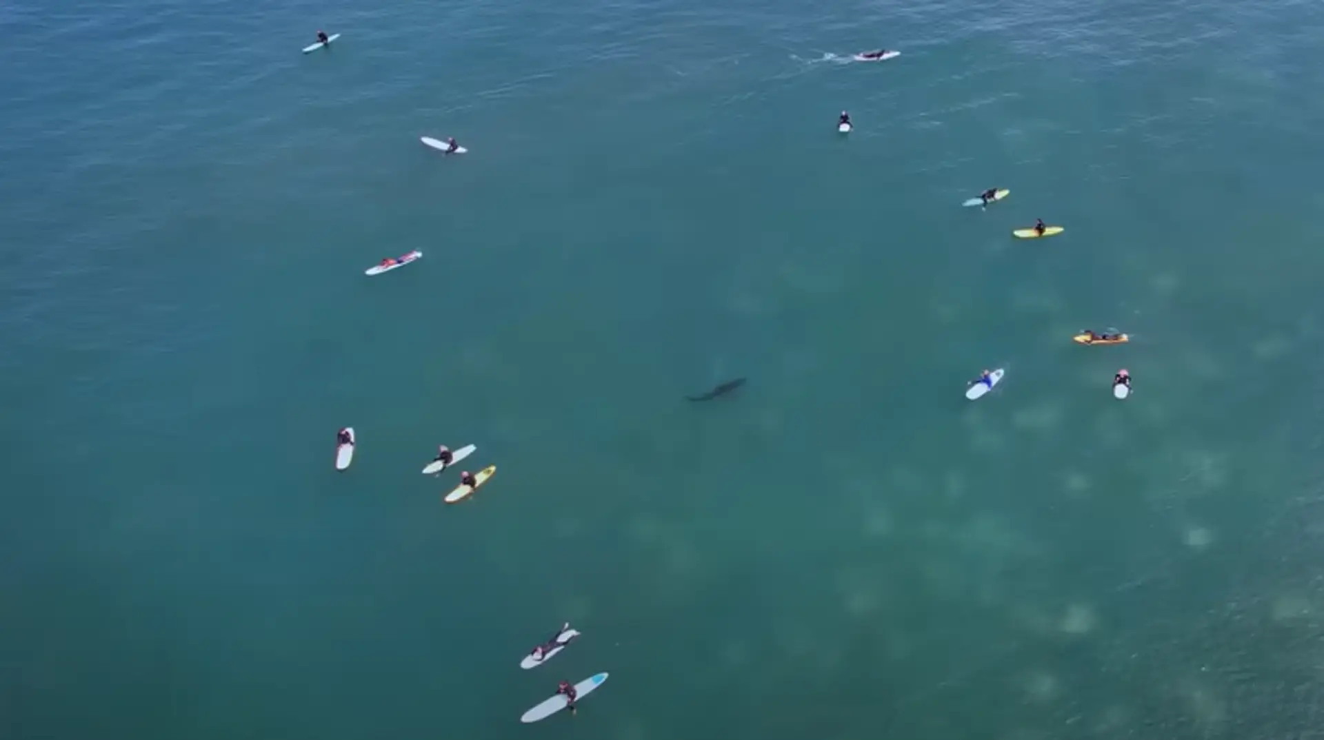 Žralok v tesnej blízkosti surfistov.