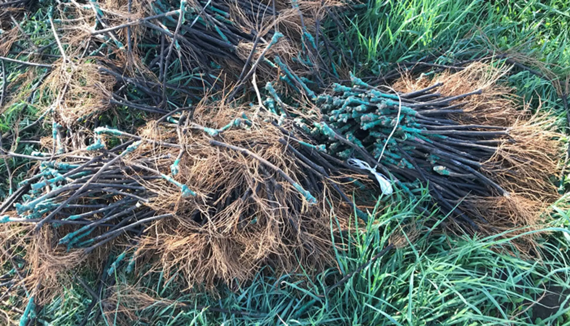 Viničné štepy