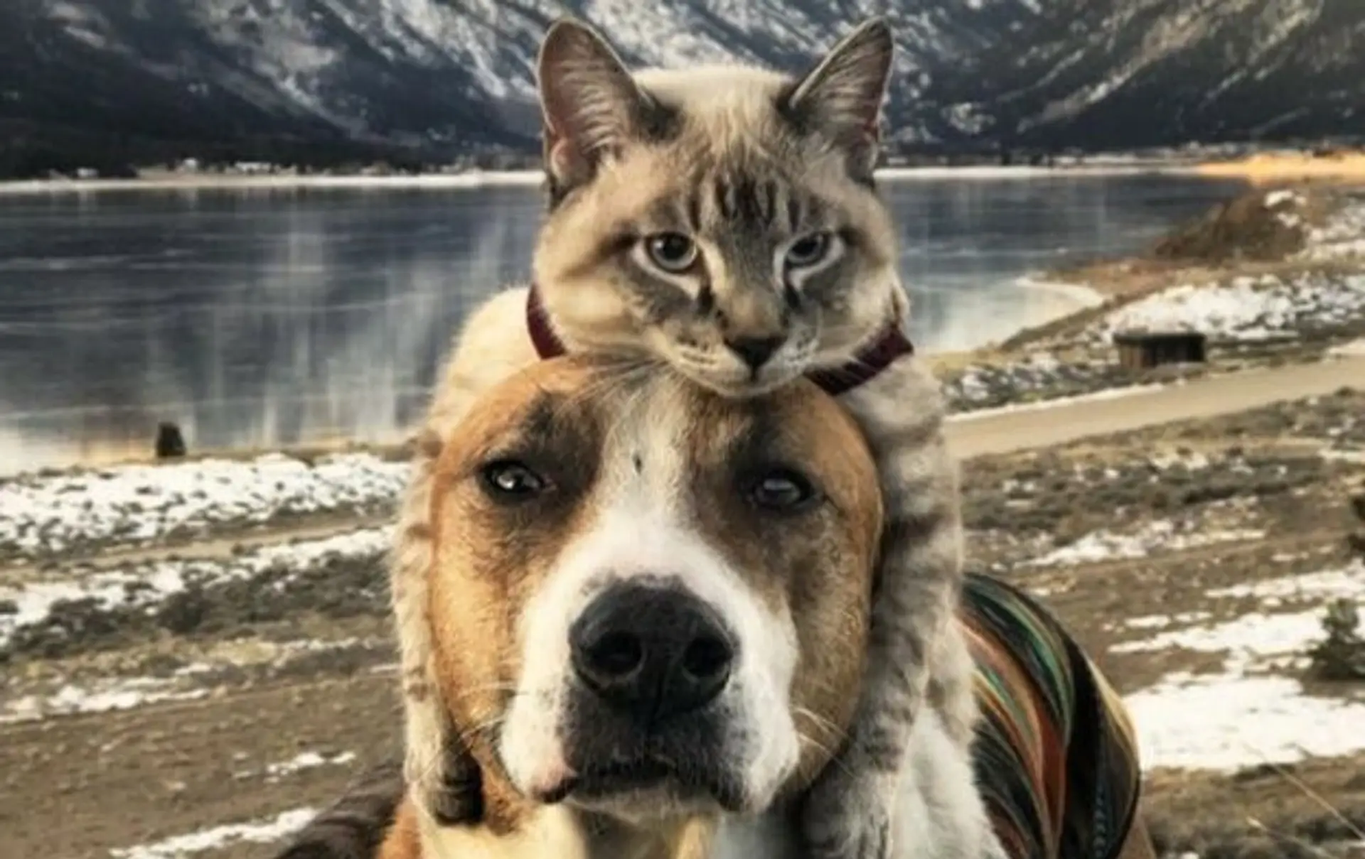 Kamaráti Henry a Baloo